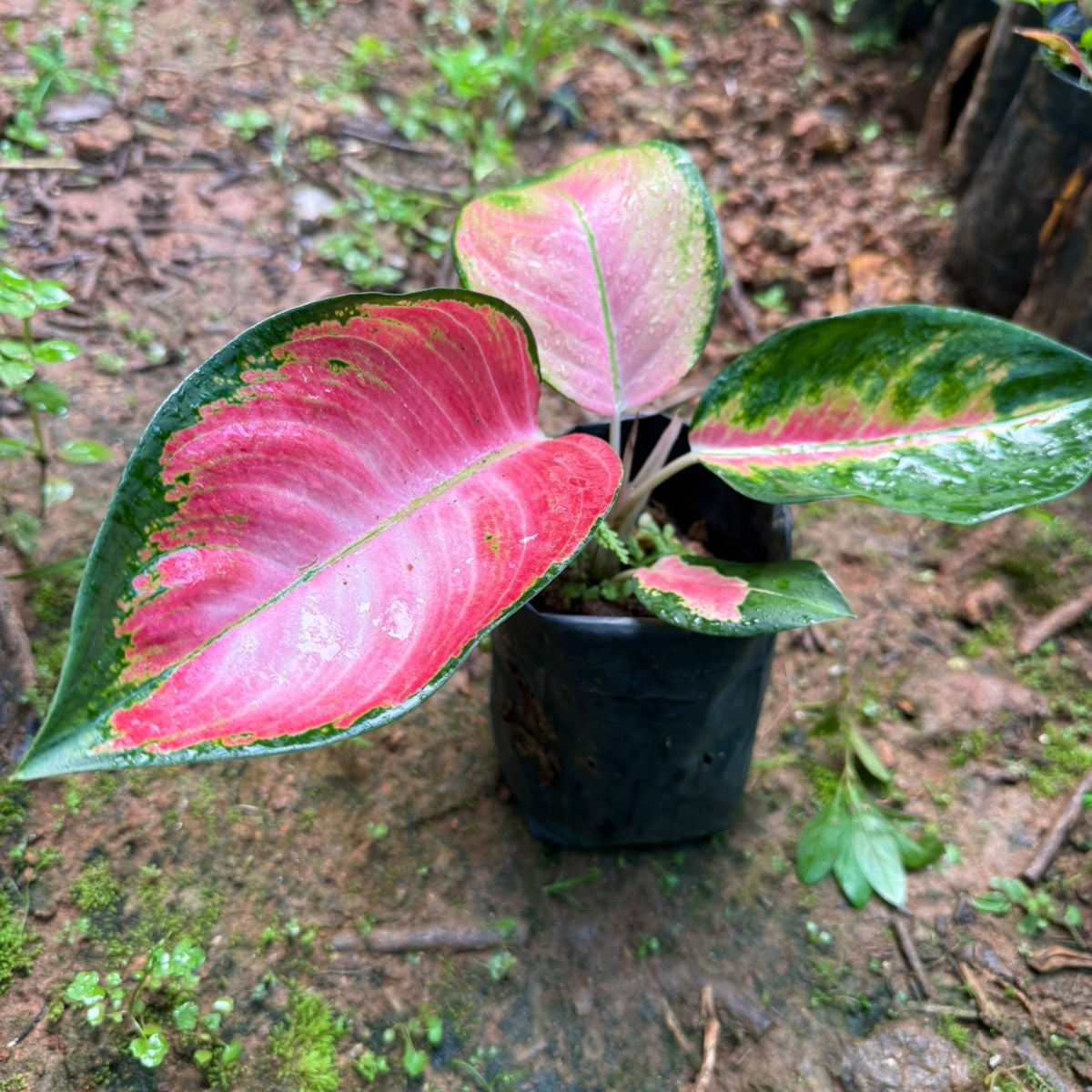 Aglonema red desire indoor plant