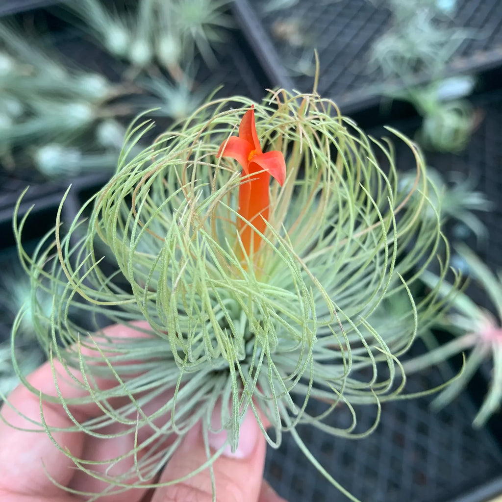 Tillandsia andreana Rare Air Plant