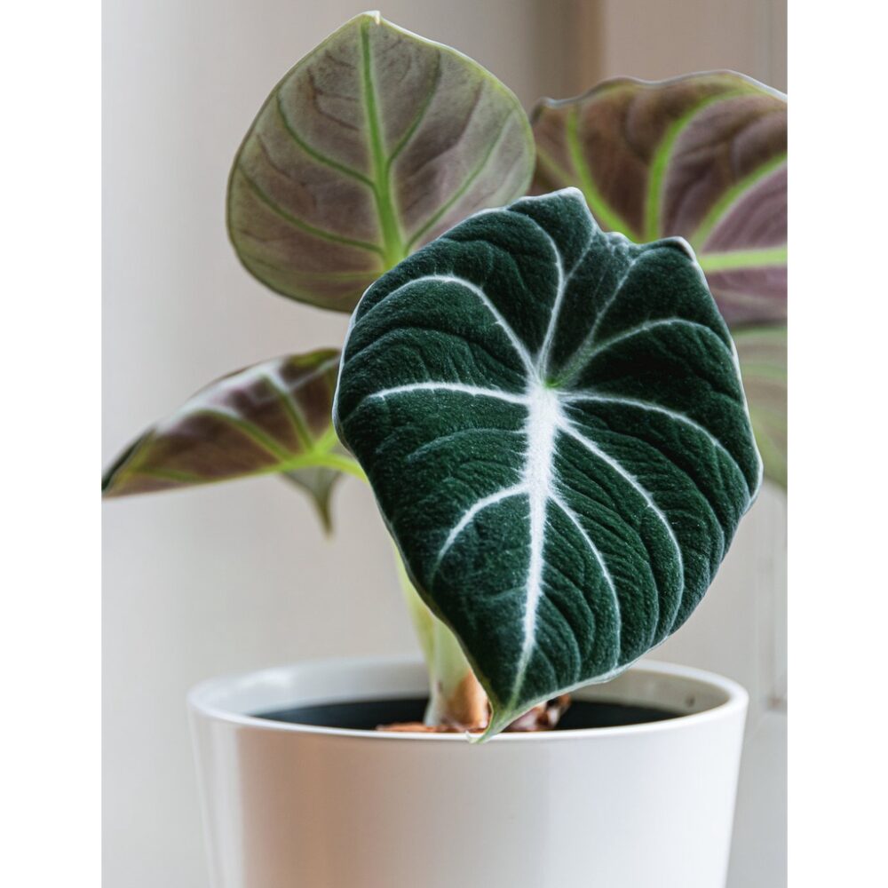 Alocasia Reginula (Black Velvet) Indoor / Outdoor Live Plant