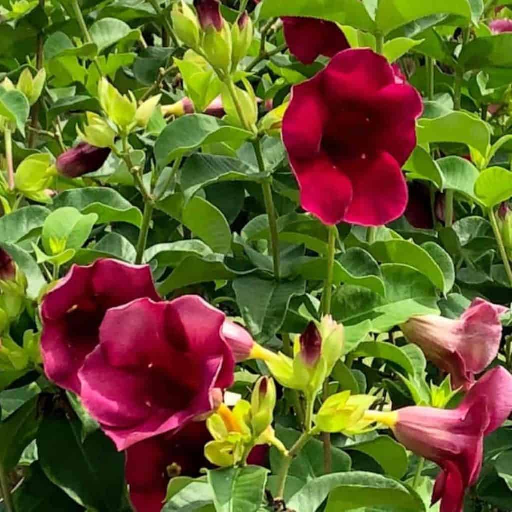 Allamanda Red Velvet All Time Flowering Live Plant