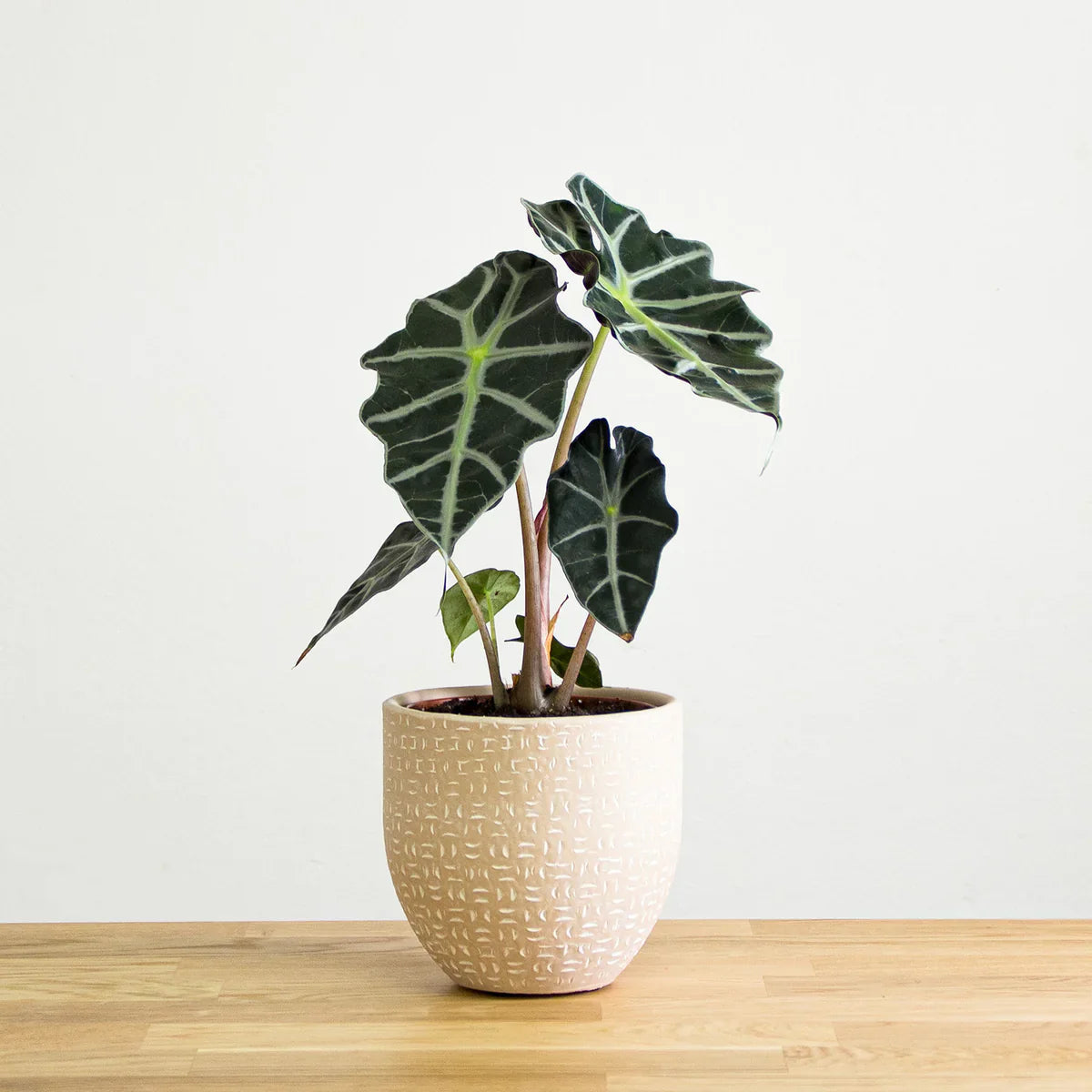 Alocasia Amazonica (Elephant's ear) Indoor / Outdoor Live Plant