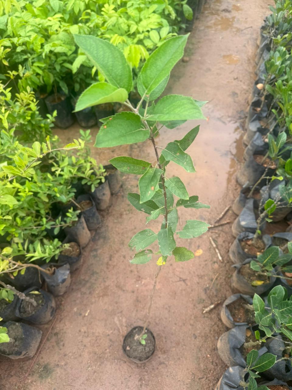 Apple Harman 99Tropical Grafted Fruit Plant