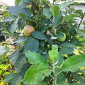 Apple Harman 99Tropical Grafted Fruit Plant