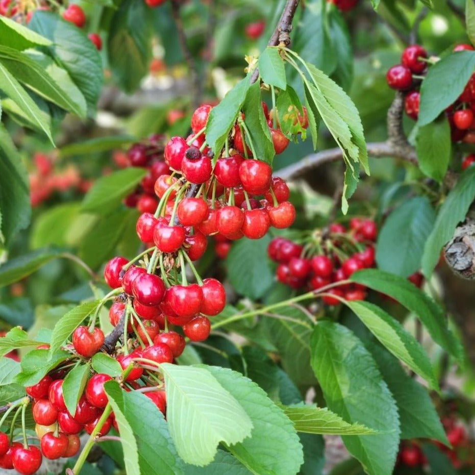 Australian Cherry Rare Live Plant (Syzygium paniculatum)