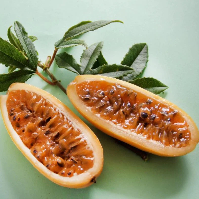 Banana Passion Fruit (Passiflora Tripartita Mollissima) Live Plant
