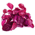 Organic Beauty Spinach Seeds (Pattu Cheera)- Open Pollinated