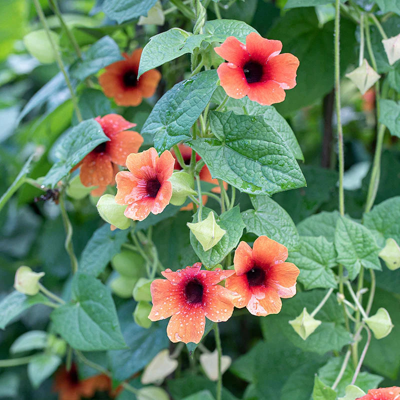 Blackeyed Susan Red Rare All Time Flowering Live Plant