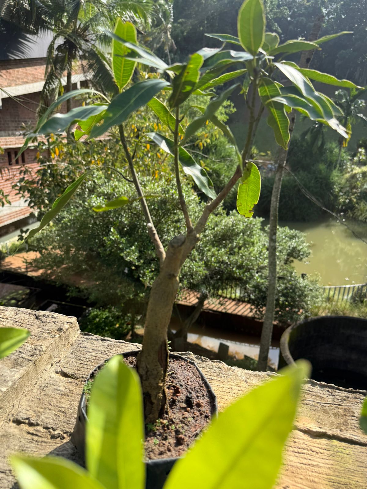 Thailand  Mango Bonsai Tree  Live Plant