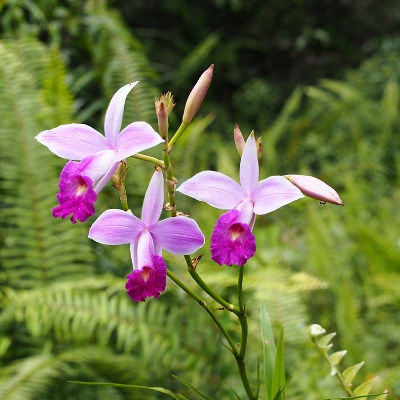 Bamboo Pink Orchid Live Plant