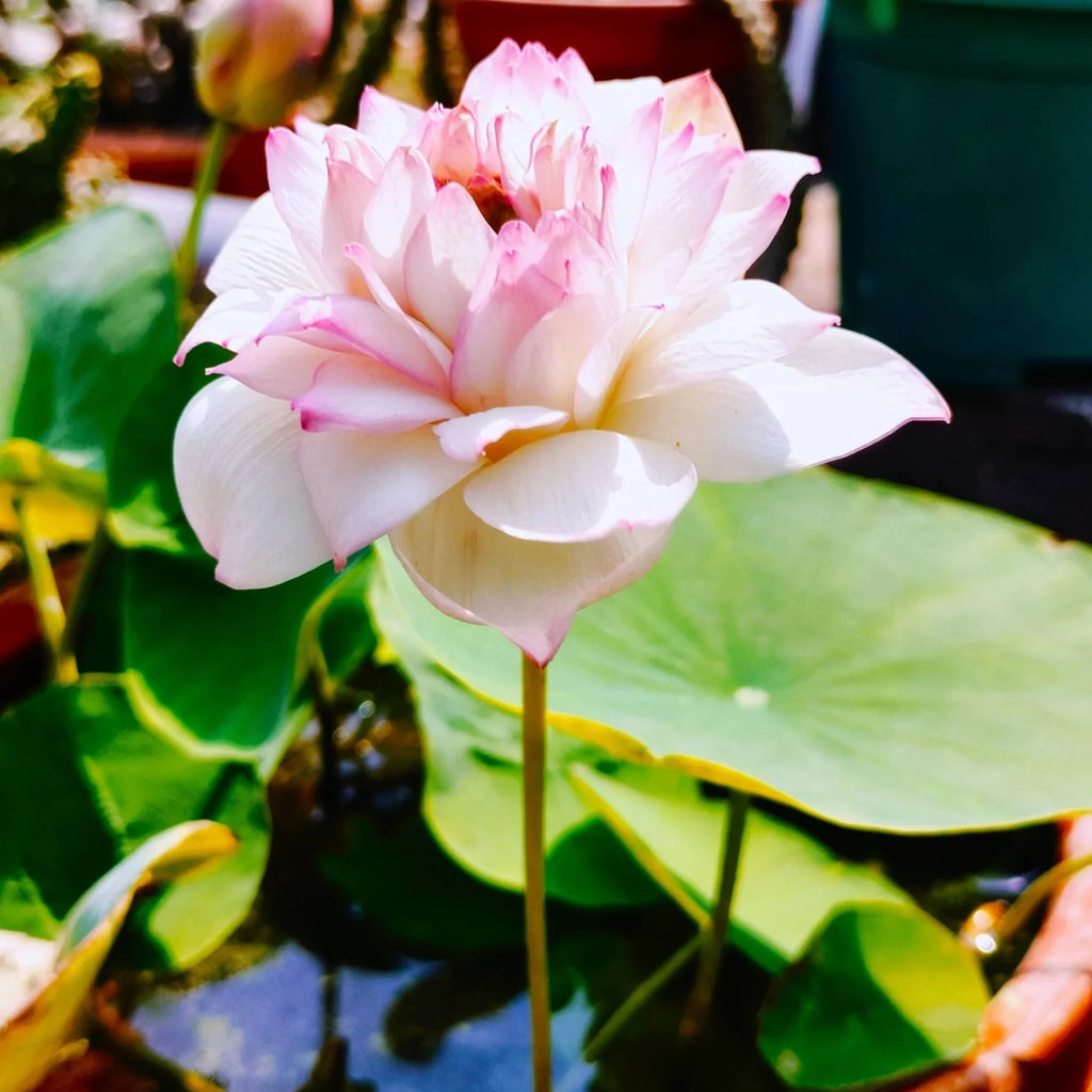 Bowl Lotus Pink live plant