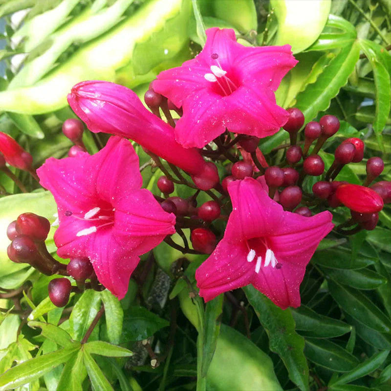 Cardinal Creeper (Ipomoea Horsfalliae) Grafted Live Plant