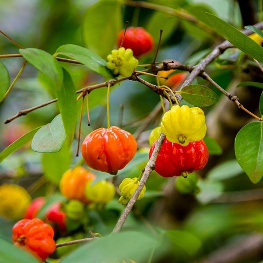 Surinam Cherry Fruit Live Plant