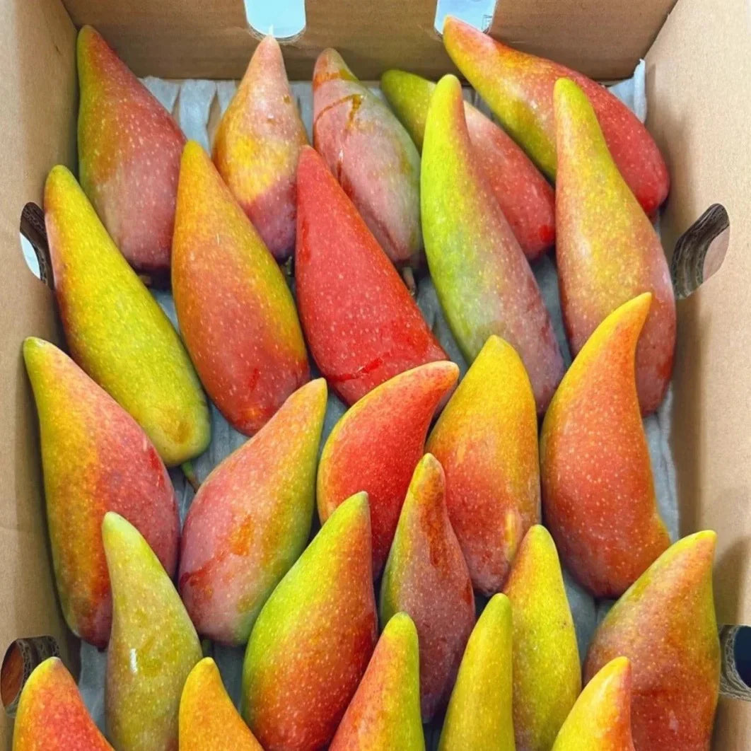 Chilli Mango Live Plant