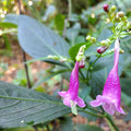 Chinese Rain Bell All Time Flowering Live Plant