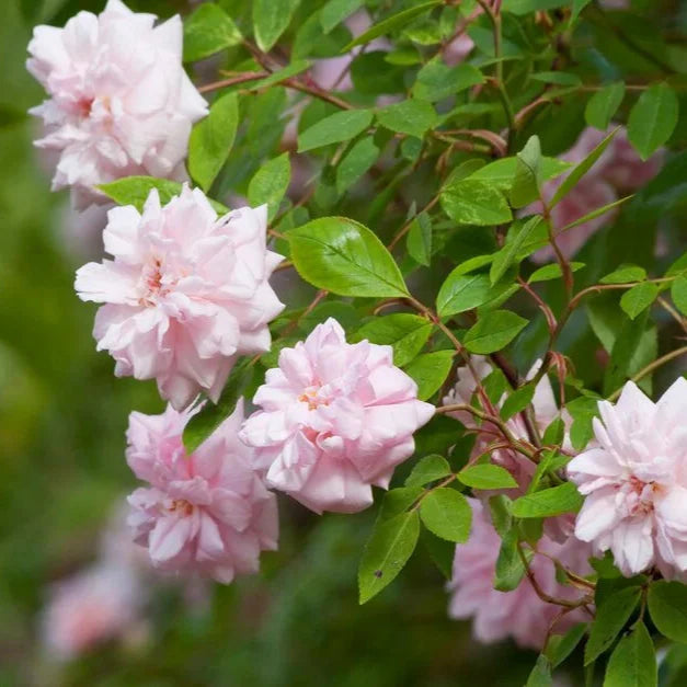 Cicile Brunner Rosa climbing live plant