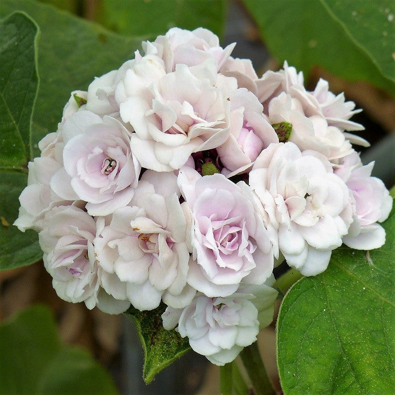 Clerodendrum Fragrans All Time Flowering Live Plant
