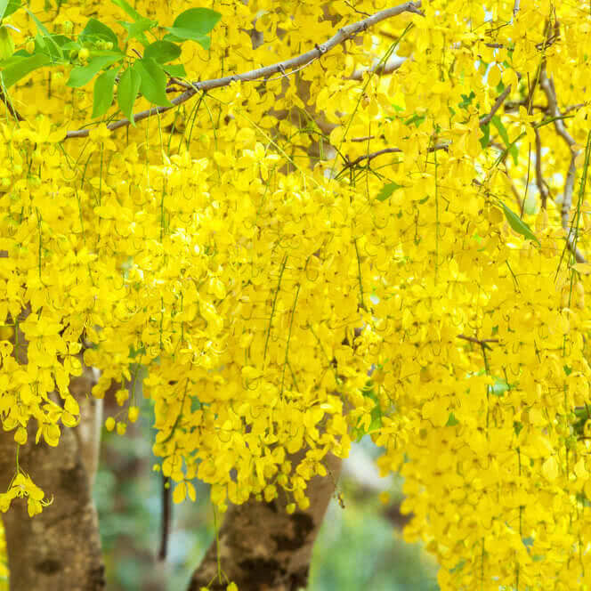 Cassia Fistula Live Plant (Indian Laburnum / Golden Shower Tree) Flowering plant