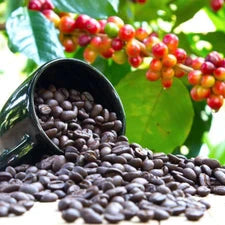 Coffee  Tree Live Plant