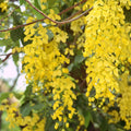 Cassia Fistula Live Plant (Indian Laburnum / Golden Shower Tree) Flowering plant
