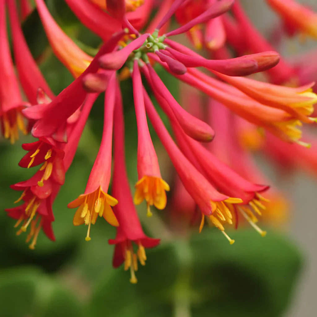 Honeysuckle Red Flowering Live Plant