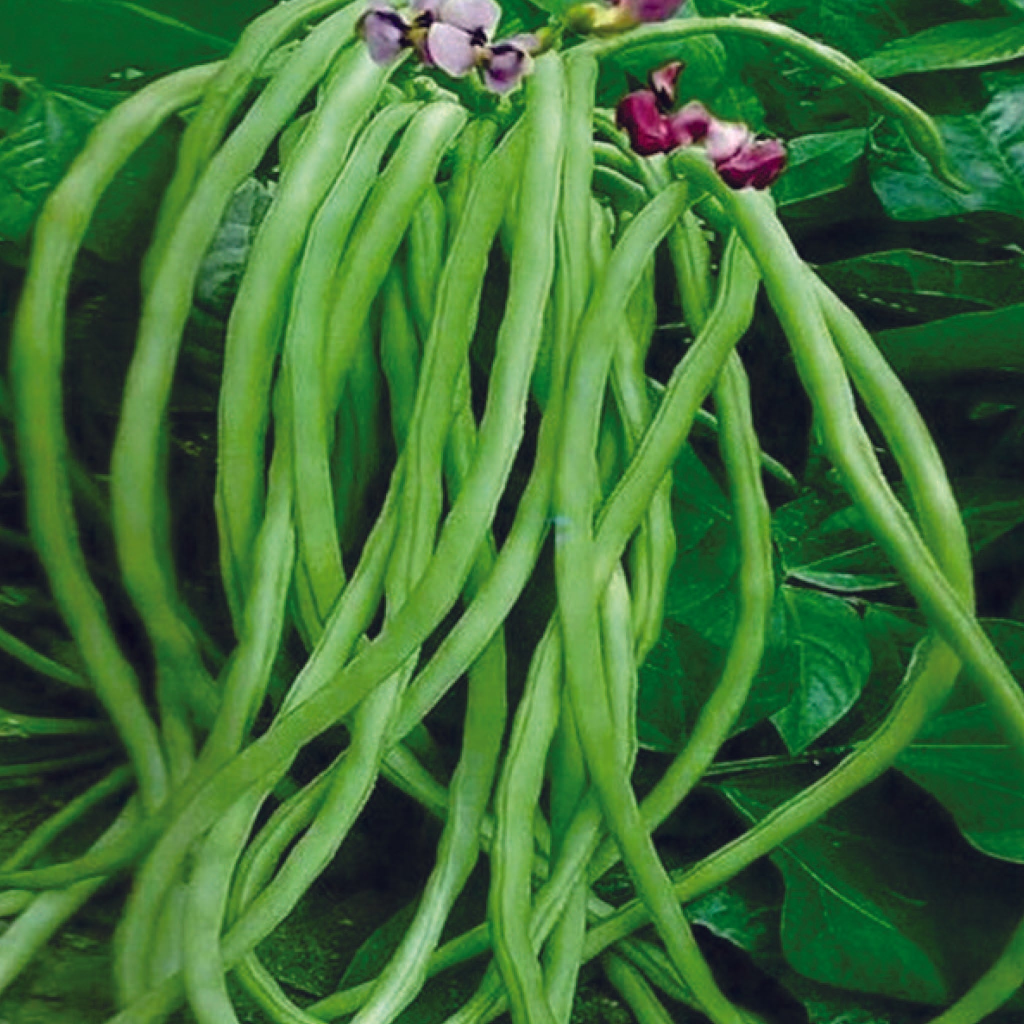 Organic Cowpea (Lobia Beans) Seeds (लोबिया के बीज)- Open Pollinated