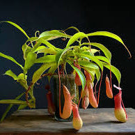 Nepenthes (Nepenthes spp) Flowering  Plant