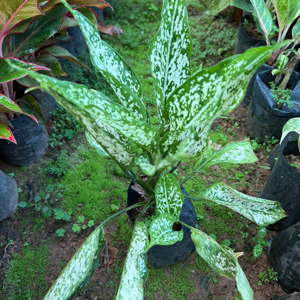 Aglonema snow white indoor plant
