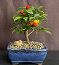 Western cherry  Bonsai Tree  Live Plant