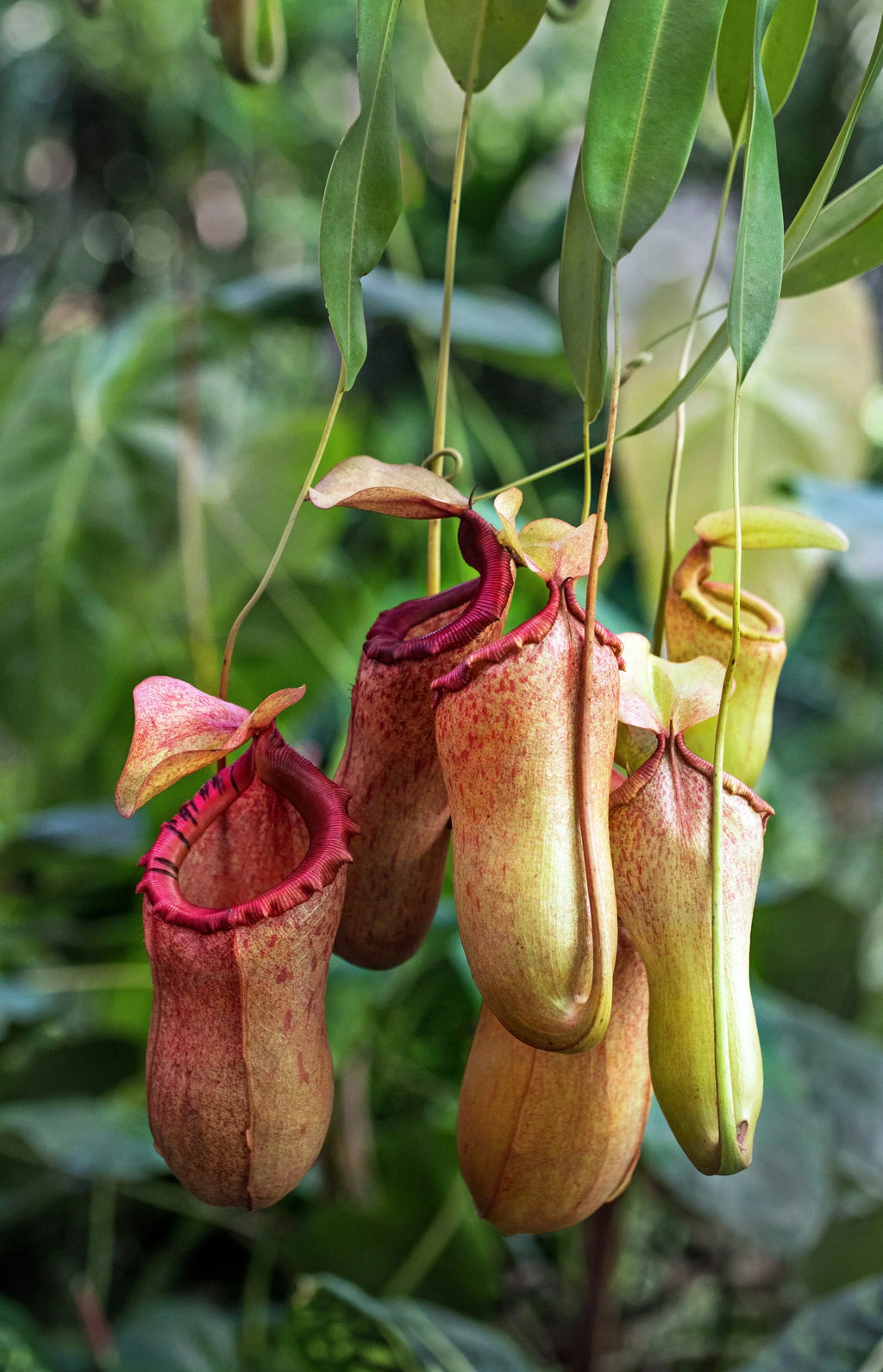 Nepenthes (Nepenthes spp) Flowering  Plant