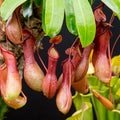 Nepenthes (Nepenthes spp) Flowering  Plant