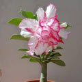 Adenium Pink White Double Petal Desert Rose