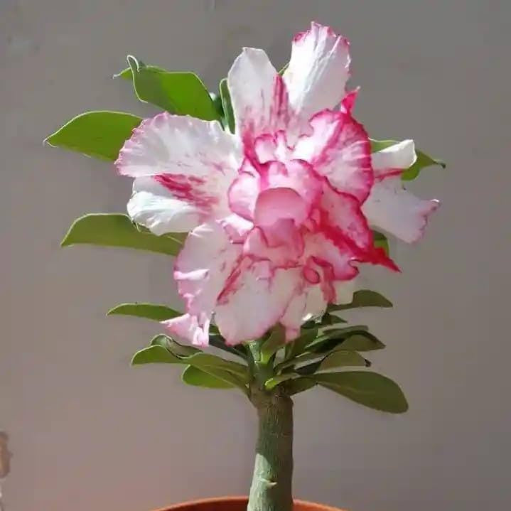 Adenium Pink White Double Petal Desert Rose