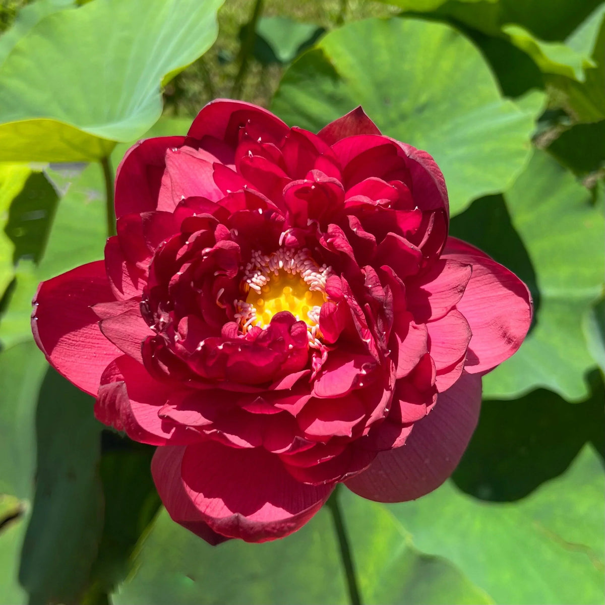 Drop Blood Red Lotus live plant