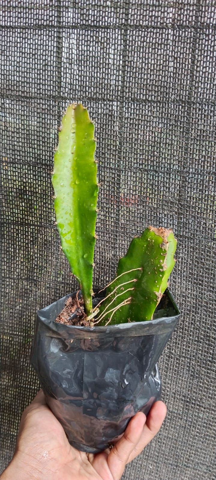 Dragon Fruit Original Red Sweet Variety Rooted Plant