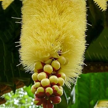 Barringtonia edulis Rare Flowering Live Plant