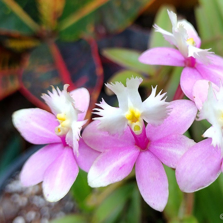Epidendrum Sakura Orchid Live Plant
