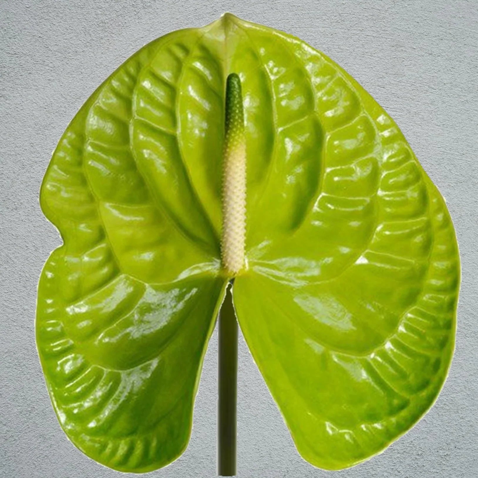 Anthurium Green Indoor/Outdoor Live Plant