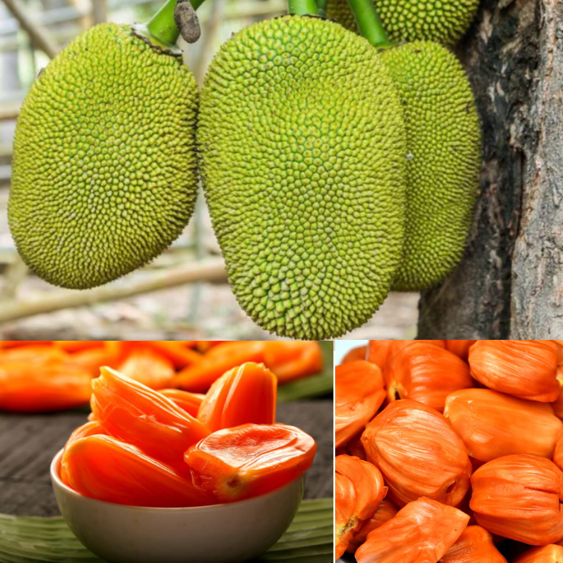 Daeng Surya Jackfruit Live Plant