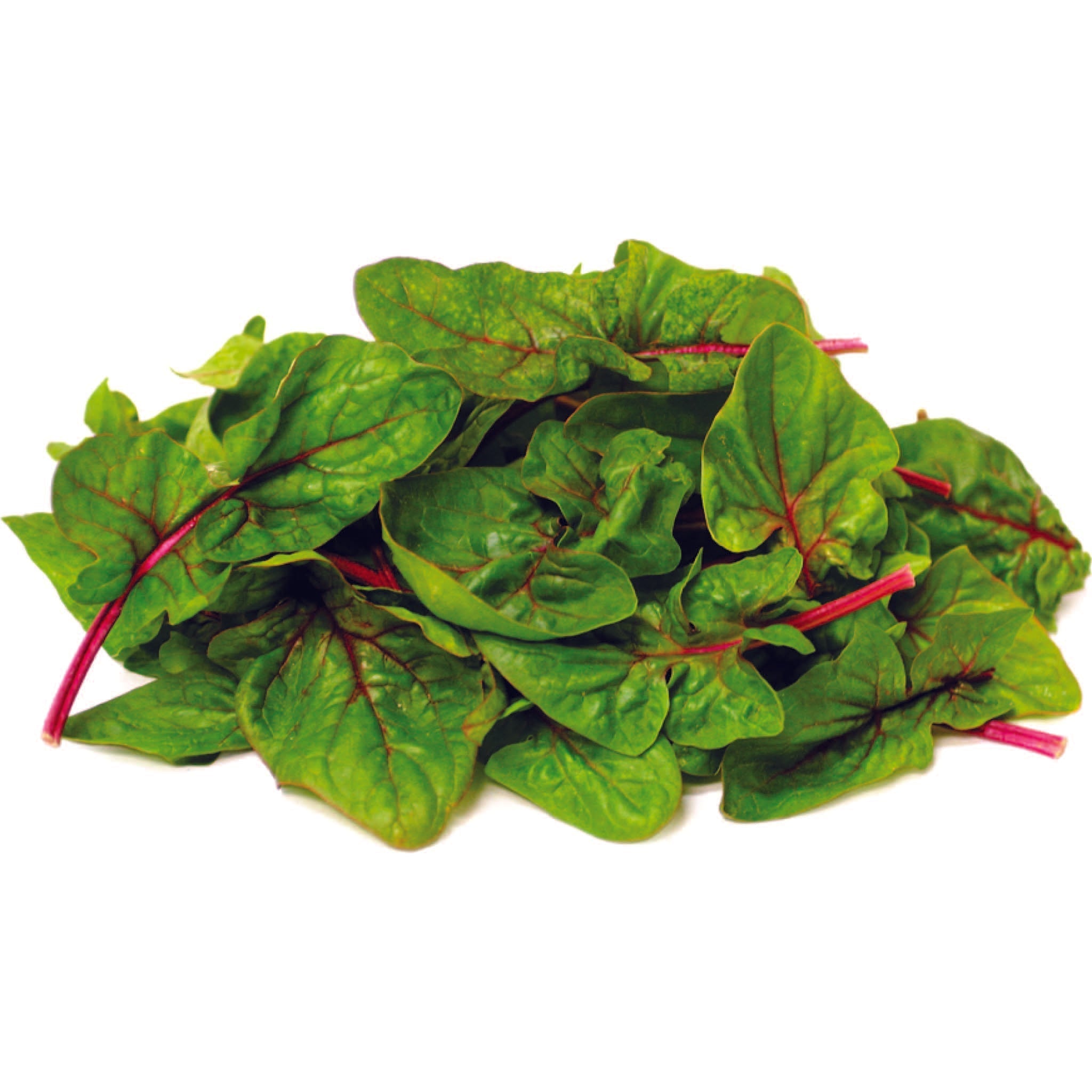 Organic Green & Red Amaranthus Seeds (Renu Sree Cheera) - Open Pollinated