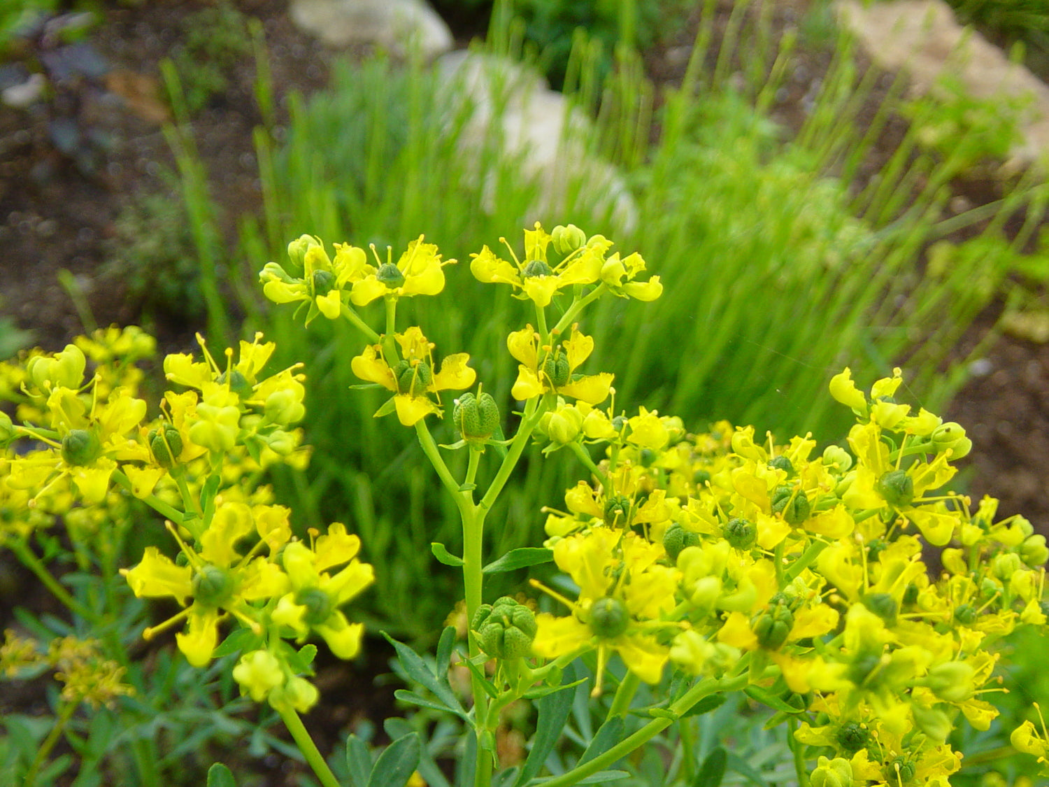 Ruta Graveolens (Herb of Grace) Herbal Ornamental Live Plant