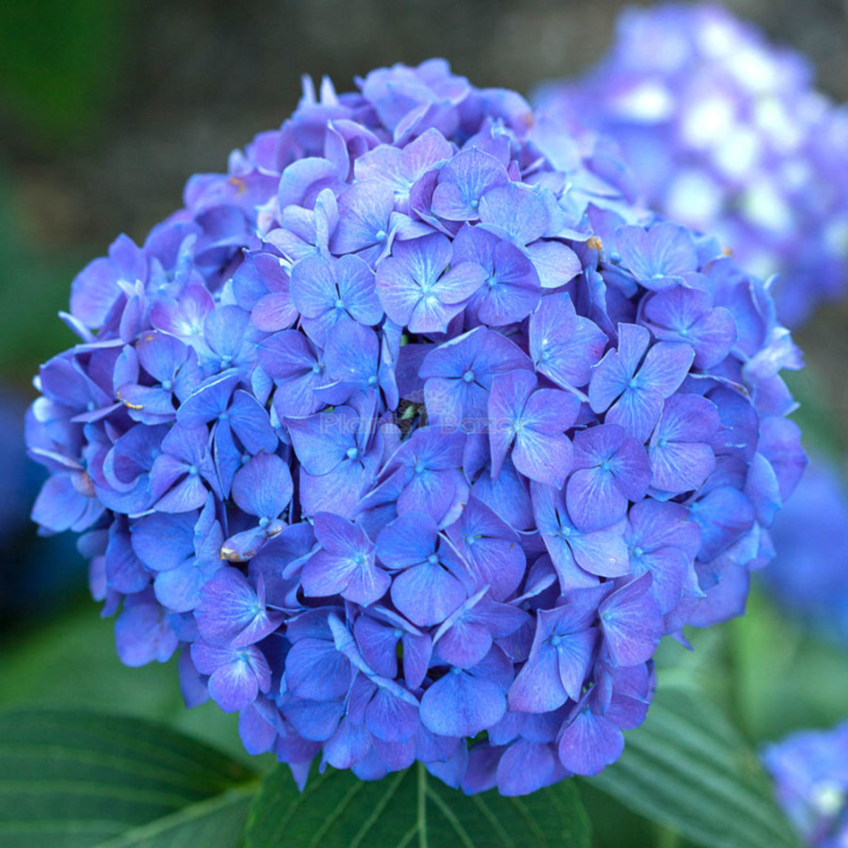 Hydrangea Blue (Hydrangea macrophylla) Flowering Live Plant