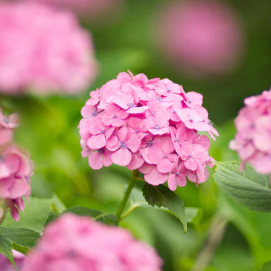 Hydrangea Pink (Hydrangea macrophylla) Flowering Live Plant