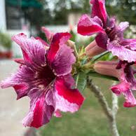 Desert Rose Pink with Red (Adenium obesum) Flowering Live Plant