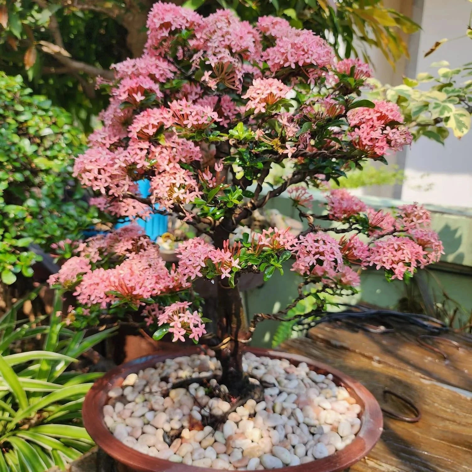 Ixora Pink Bonsai Live Plant
