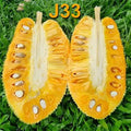 J33 Jackfruit / Malaysian Jackfruit Live plant