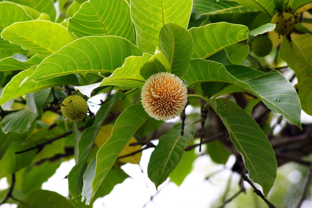 Dwarf Kadamba Yellow Fragrant All Time Flowering Live Plant