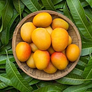 Kalluketty Mango Live Plant