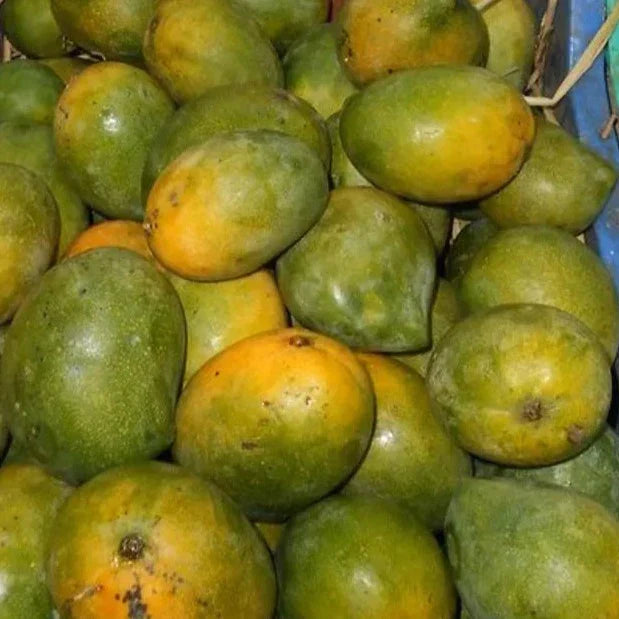 Kalapadi Mango Grafted Live Plant