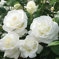 White Rose Grafted Live Plant
