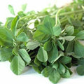 Organic Kasuri Methi (Fenugreek) Leaf Seeds - Open Pollinated